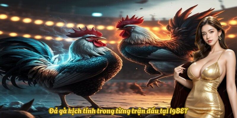 Đá gà kịch tính trong từng trận đấu tại I9BET Đá gà kịch tính trong từng trận đấu tại I9BET
